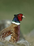Pheasant, Phasianus Colchicus Portrait of Adult Male, Scotland Photographie par Mark Hamblin