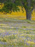 Lone Oak and Spring Wildflowers, San Luis Obispo County, California, USA Photographic Print by Terry Eggers