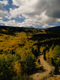 Colorful Trees in Fall, Boulder Posters by Michael Brown