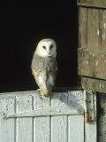 Barn Owl, Tyto Alba Adult Perched on Stable Door, Scotland Cairngorms National Park, Scotland Photographic Print by Mark Hamblin