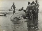 Natives During the Capture of a Hippopotamus Photographic Print