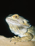 Bearded Dragon, Aquarium Animal Photographic Print by Stan Osolinski