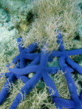 Star Fish, Cluster Crowding in Sea Weed, Tonga Photographie par Tobias Bernhard