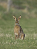 Brown Hare, Adult Alert, Scotland Photographic Print by Mark Hamblin