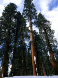 Sequoias, Sequoia National Park, USA Photographic Print by Mark Hamblin