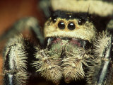 Jumping Spider, Phidippus Audax Florida, Ocala National Forest Photographic Print by David M. Dennis