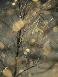 The Frozen Branches of a Small Birch Tree Sparkle in the Sunlight, Waynesboro, Pennsylvania Photographic Print by Raymond Gehman