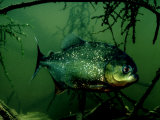 Piranha, Serrasalmus Natteri Photographie par Rodger Jackman