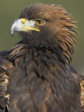 Golden Eagle, Portrait of Adult, Scotland Photographic Print by Mark Hamblin