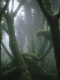 Fog-Enshrouded Rain Forest in Rwanda's Virunga Mountains Lámina fotográfica por Michael Nichols Fog-Enshrouded Rain Forest in Rwanda's Virunga Mountains Lámina fotográfica por Michael Nichols