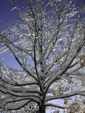 A Tree Covered with Snow, Boulder Posters par Dörte Pietron