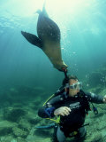 Diver with Californian Sea Lion, Mexico Photographie par Tobias Bernhard