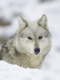 Wolf, Portrait of Adult, Scotland Photographie par Mark Hamblin