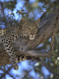 Leopard, Resting in Tree, Southern Africa Photographic Print by Mark Hamblin