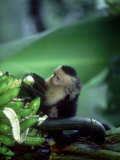 White-Faced Capuchin, with Infant, Costa Rica Photographic Print by Gustav Verderber
