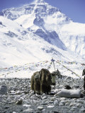 Yak in Front of Mount Everest Affiches par Michael Brown