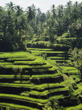 Terraced Rice Fields on Bali Island, Indonesia Photographic Print by Paul Chesley