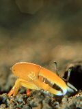 Fiddler Crab, Fiji Lámina fotográfica por Tobias Bernhard Fiddler Crab, Fiji Lámina fotográfica por Tobias Bernhard