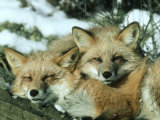 Red Fox, Vulpes Vulpes Fulva Pair Montana Photographic Print by Alan And Sandy Carey
