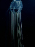 Box Jellyfish or Sea Wasp, Poisonous, Australia Lámina fotográfica por Karen Gowlett-holmes