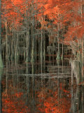 Cypress Swamp with Reflections, George Smith State Park, Georgia, USA Photographie par Joanne Wells