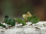 Leaf-Cutter Ants near Sao Gabriel, Amazon River Basin, Brazil Photographic Print by James P. Blair