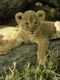 Lion, Panthera Leo 6 Week Old Cub Masai Mara, Kenya Photographic Print by Adam Jones