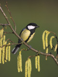 Great Tit, Perched on Hazel Catkins, UK Lámina fotográfica por Mark Hamblin