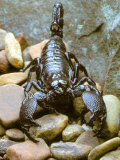 Scorpion Photographic Print by David M. Dennis