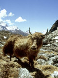 Domestic Yak, Khumbu Everest Region, Nepal Fotografie-Druck von Paul Franklin