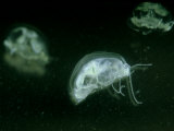Freshwater Jellyfish, Vt, USA Lámina fotográfica por Gustav Verderber