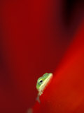 Green Gecko on Red Agave, Maui, Hawaii, USA Fotografisk trykk av Brent Bergherm Green Gecko on Red Agave, Maui, Hawaii, USA Fotografisk trykk av Brent Bergherm