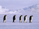 Emperor Penguins, Walking Across the Sea Ice, Antarctica Photographie par David Tipling
