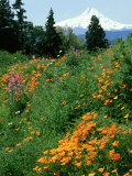 Poppies on Hillside with Mount Hood Near Hood River, Oregon Photographic Print by Adam Jones