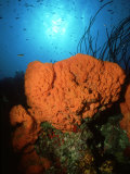 Elephant Ear Sponge, Bonaire Photographie par Laurence Gould