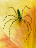 Spider on Daylily, Savannah, Georgia, USA Lámina fotográfica por Joanne Wells Spider on Daylily, Savannah, Georgia, USA Lámina fotográfica por Joanne Wells
