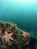 Starfish, and Sardine Panorama, Mexico Photographic Print by Tobias Bernhard