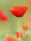 Common Poppy, Close-up of Single Flower in Arable Field, Scotland Photographie par Mark Hamblin