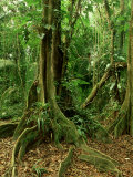 Rainforest Katway Tree, Buttress Roots Photographic Print by Paul Franklin