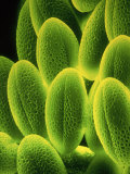 Rapebrassica Napussem of Pollen Lámina fotográfica por Kage Manfred Rapebrassica Napussem of Pollen Lámina fotográfica por Kage Manfred