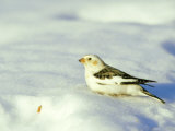 Snow Bunting, Vermont, USA Photographie par Gustav Verderber