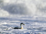 Eider, Male in Rough Seas, Northumberland Photographic Print by David Tipling
