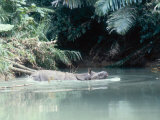 Javan Rhinoceros, Ujung Kulon, Indonesia Photographic Print by Mary Plage