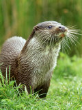 European Otterlutra Lutraclose-Up Portraiton Riverbank Lámina fotográfica por Mark Hamblin European Otterlutra Lutraclose-Up Portraiton Riverbank Lámina fotográfica por Mark Hamblin