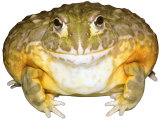 African Bullfrog South Africa Lámina fotográfica por David M. Dennis