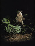 Fright Reflex Propels an Alarmed Armadillo Into the Air, Archbold Biological Station, Florida Photographic Print by Bianca Lavies