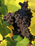 Pinot Noir Grapes Ready to be Harvested in the Fall, Sherwood, Oregon, USA Photographic Print by Janis Miglavs