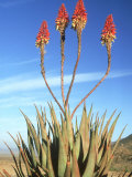 Aloe Glauca, Namaqualand, South Africa Photographie par Tim Jackson