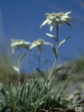 Edelweiss, Flower, Switzerland Fotografisk trykk av Olaf Broders Edelweiss, Flower, Switzerland Fotografisk trykk av Olaf Broders