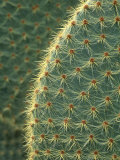 Cactus, Detail, Scotland Photographic Print by Iain Sarjeant Cactus, Detail, Scotland Photographic Print by Iain Sarjeant